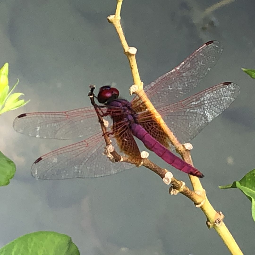 Red Dragonfly